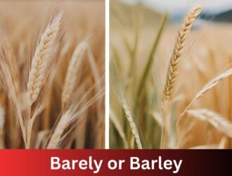 Barely or Barley