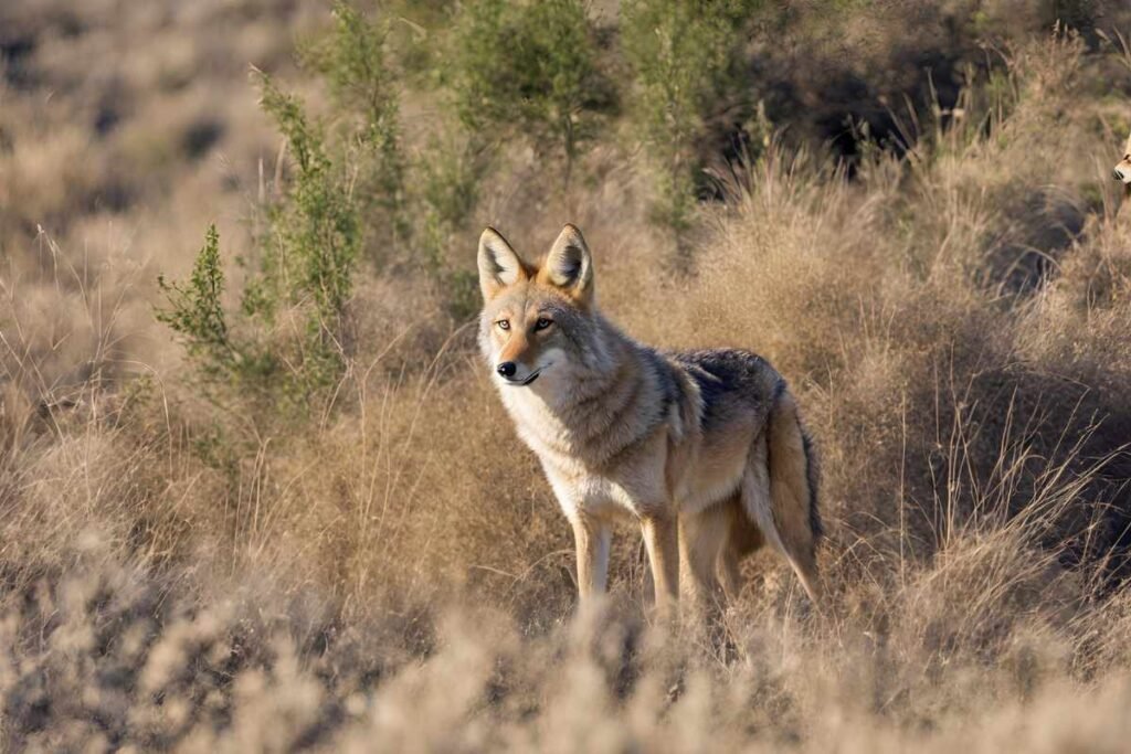 Coyote Burrows