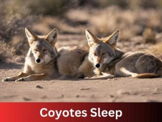 Coyotes Sleep