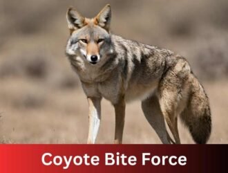 Coyote Bite Force