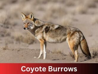 Coyote Burrows
