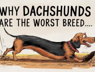 Why dachshunds Are The Worst Breed